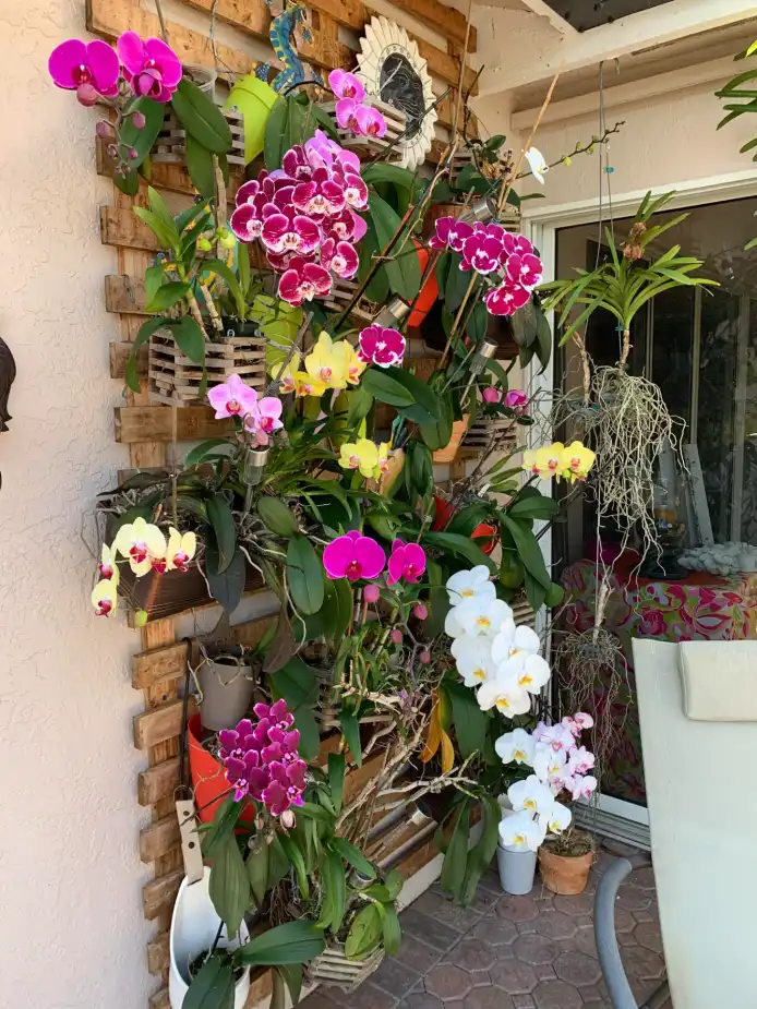 Someone's gorgeous orchid wall as posted on Reddit